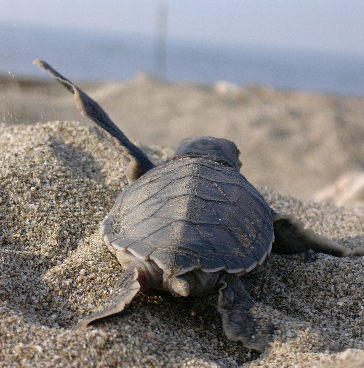Turtles on Indigo Turtles on Indigo
