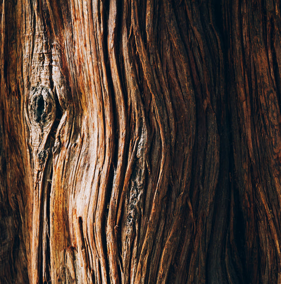 Tencel Cellulosic Fibers (Modal and Lyocell)