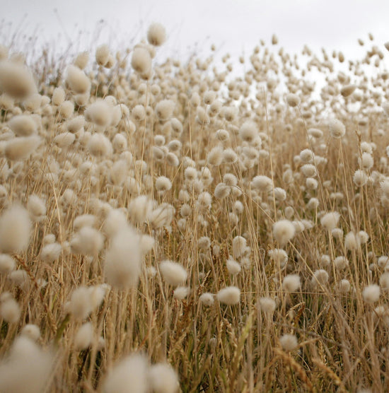 Regenerative Cotton